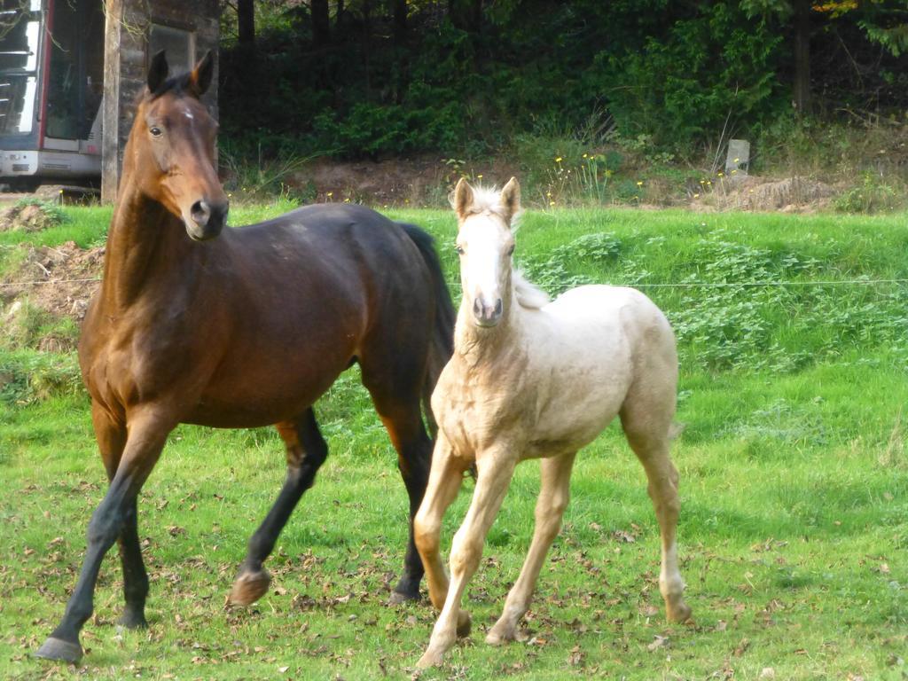 De La Vallée Hébergement de vacances Soucht